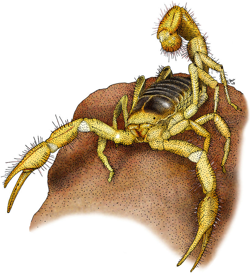 Giant Desert Hairy Scorpion Photograph by Roger Hall