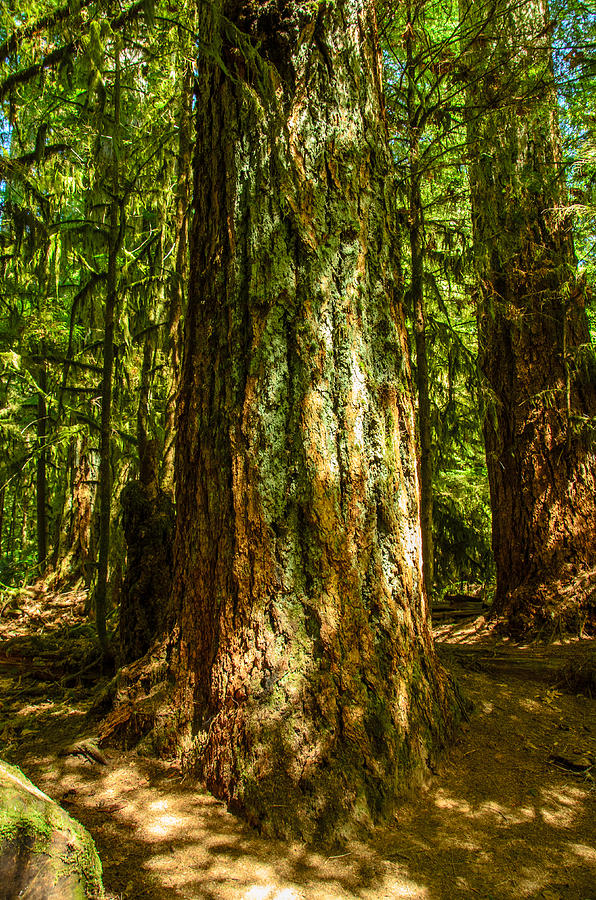 Giant Douglas Fir Trees Cathedral Grove #2 Photograph by Roxy Hurtubise