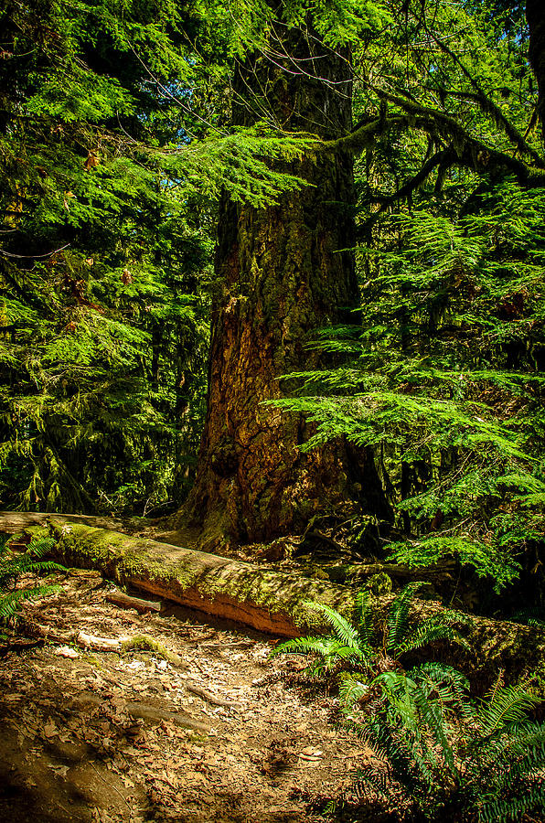 Shaded Spirit Cathedral Grove Photograph by Roxy Hurtubise