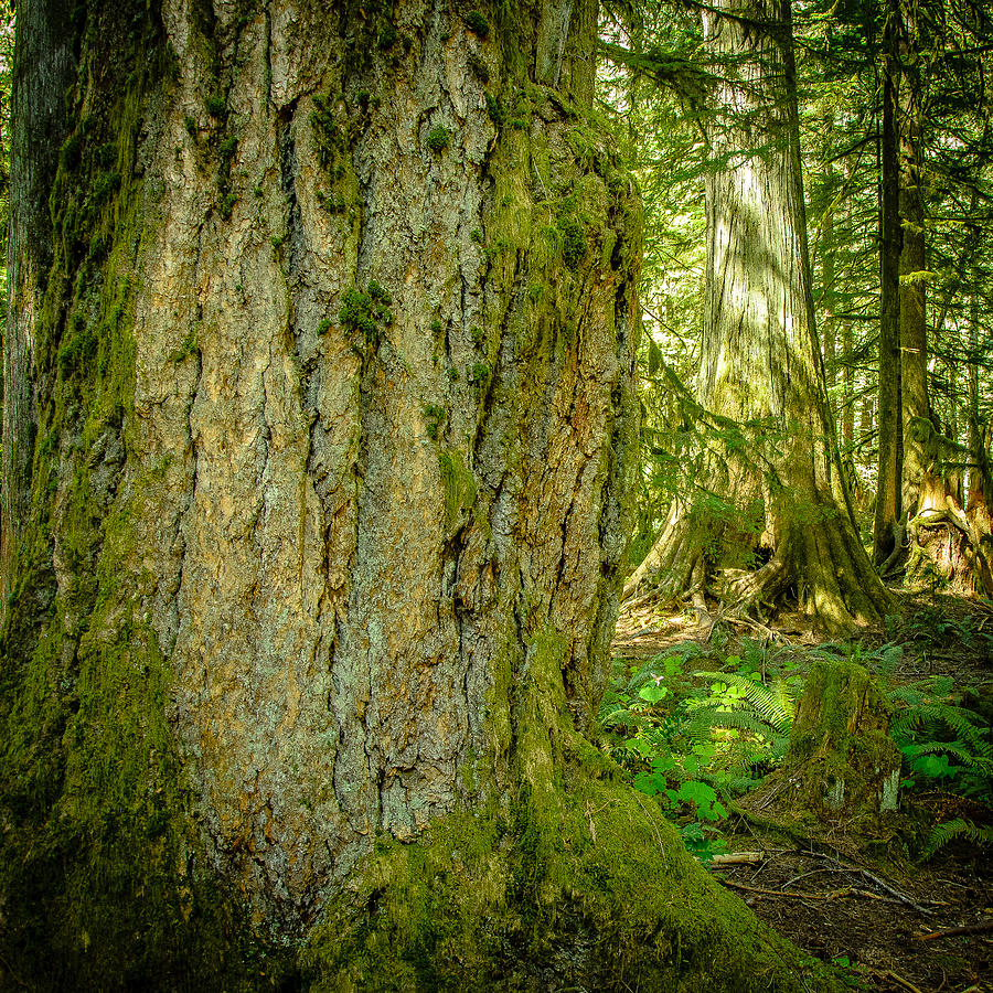 Giant Douglas Fir Trees Cathedral Grove #1 Photograph by Roxy Hurtubise