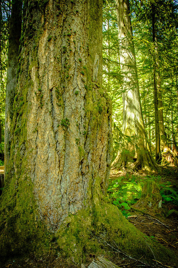 Giant Douglas Fir Trees Cathedral Grove Photograph by Roxy Hurtubise