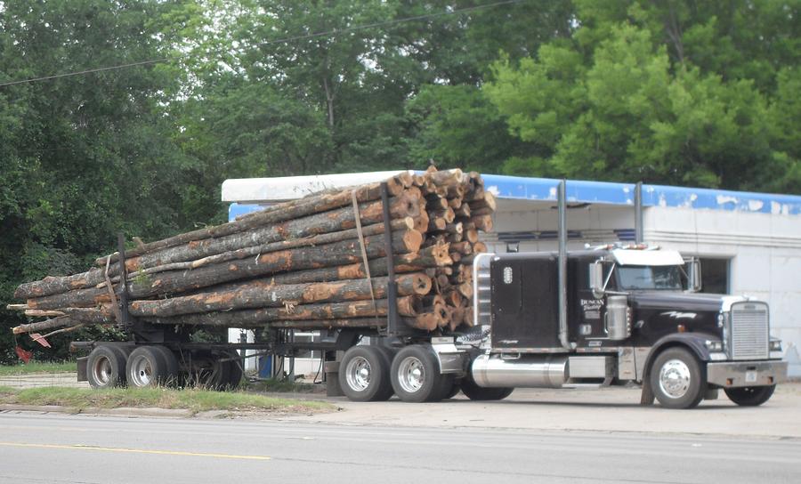 https://images.fineartamerica.com/images-medium-large-5/giant-east-texas-timber-donna-wilson.jpg