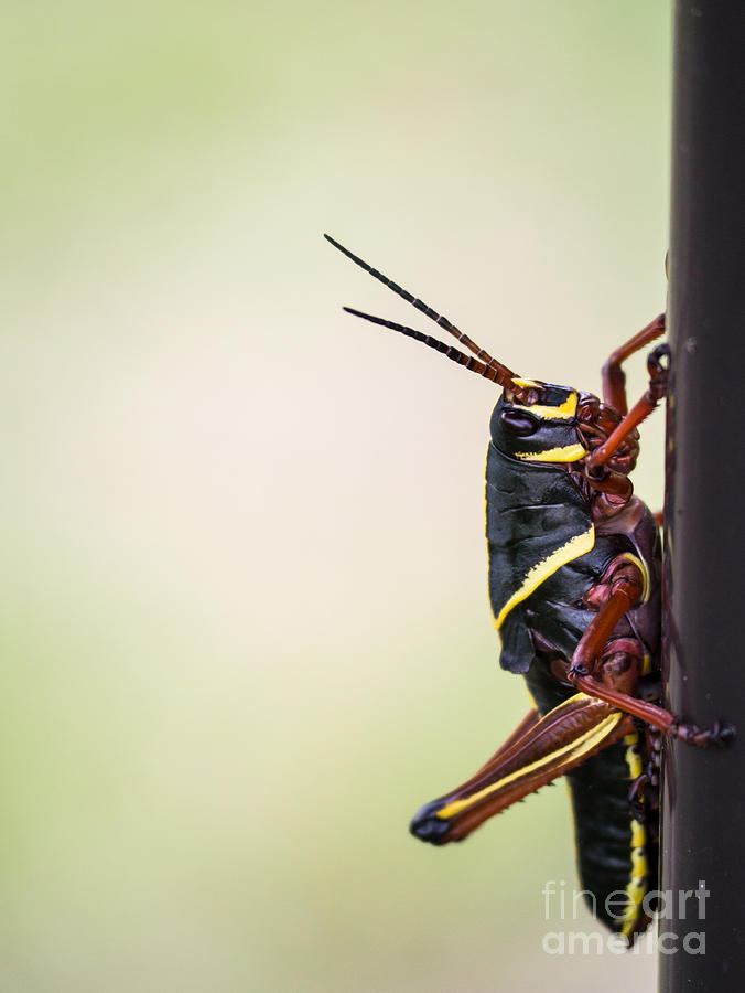 Giant Eastern Lubber Grasshopper Photograph by Edward Fielding