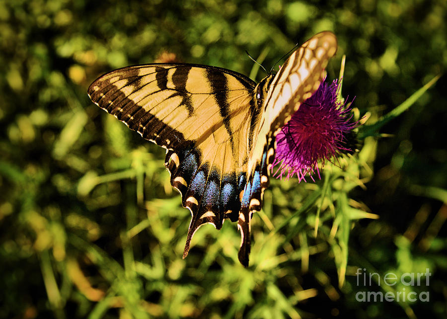 Giant Eastern Swallowtail II Photograph by Brett Maniscalco