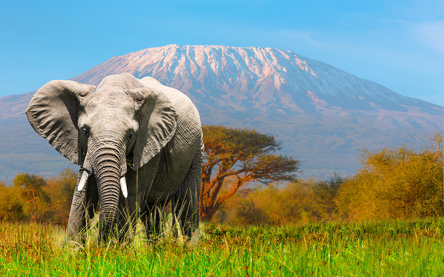 Giant Elephant grazing at Amboseli with Kilimanjaro Photograph by 1001slide