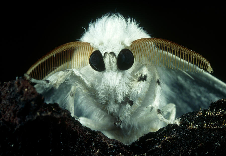 giant moth face