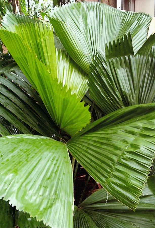 Giant fan cactus Photograph by Barb Baker - Fine Art America