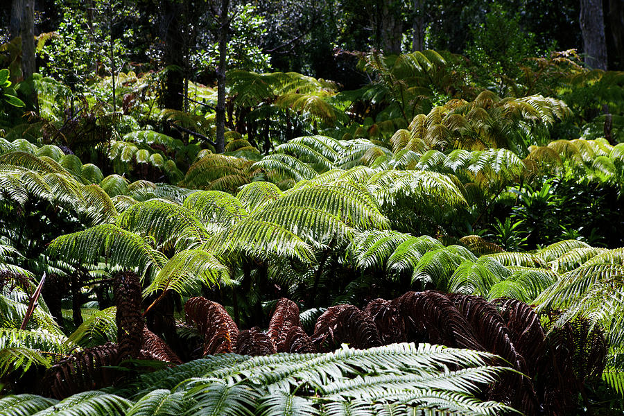 Giant Ferns In Forest Photograph by Allan Baxter