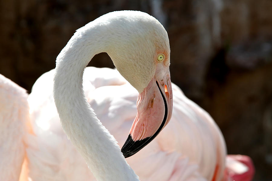 Giant Flamingo Photograph by Gerald Beacham - Fine Art America