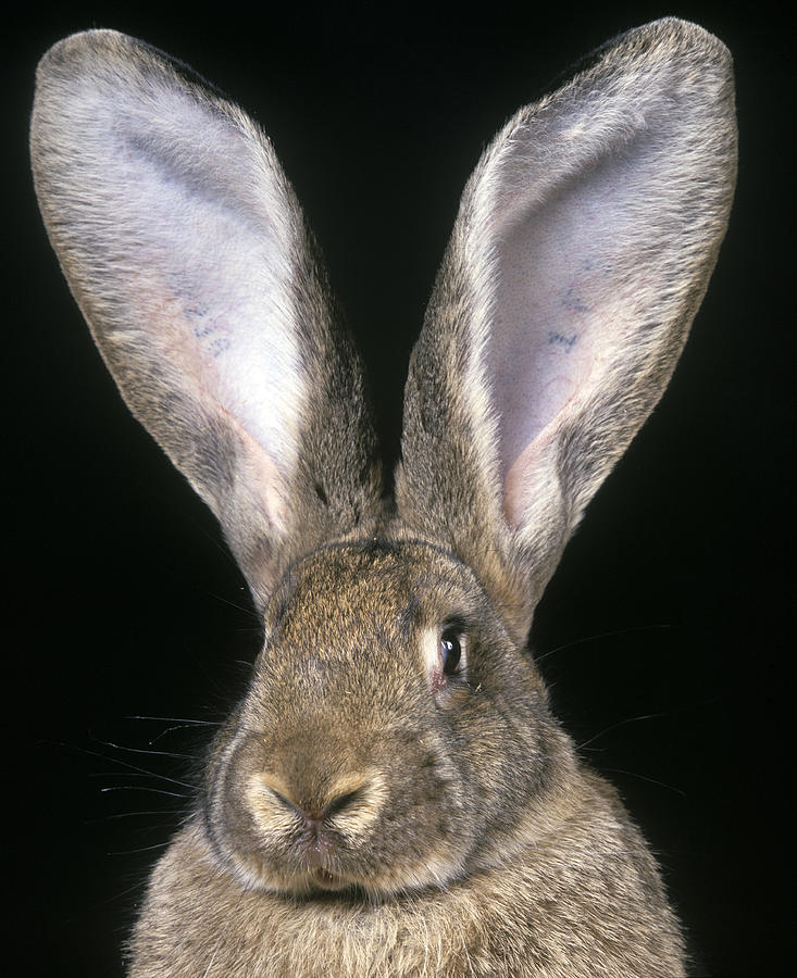 Giant Flemish Rabbit Photograph by Jean-Michel Labat