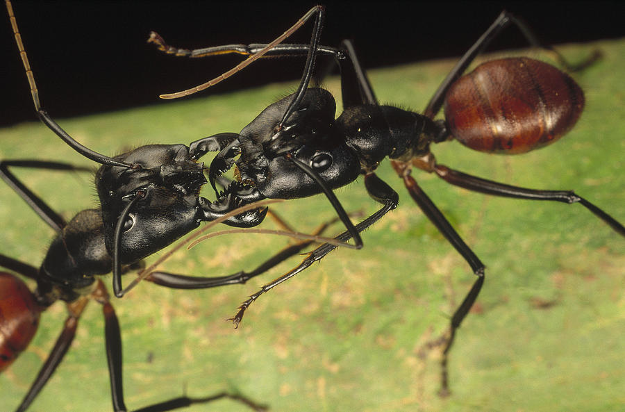 Giant Forest Ant Pair Fighting In Borneo Photograph by Mark Moffett