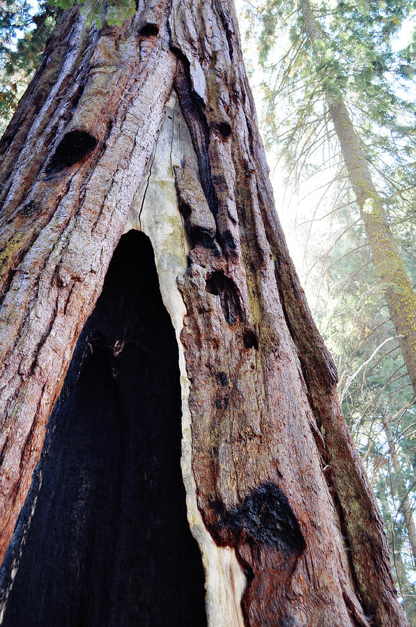 Giant Forest Giant Sequoia Portrait Photograph by Kyle Hanson