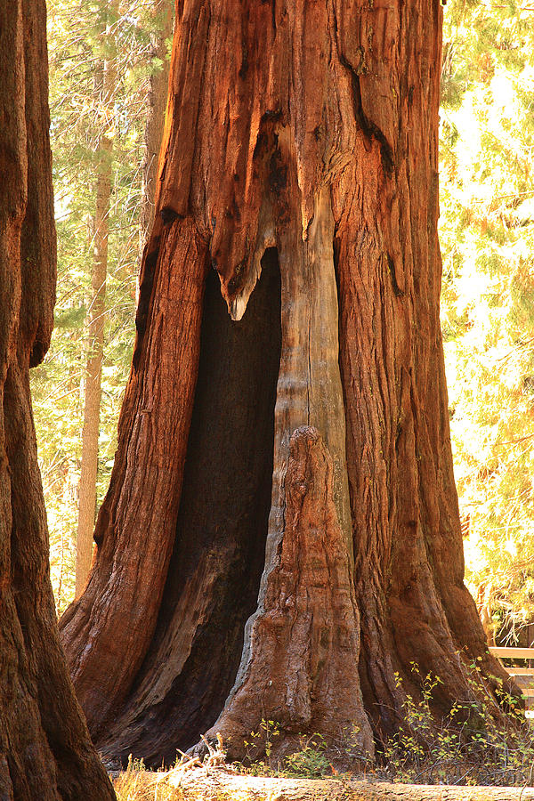 Giant Forest Sequoia Tree Photograph by Viktor Savchenko