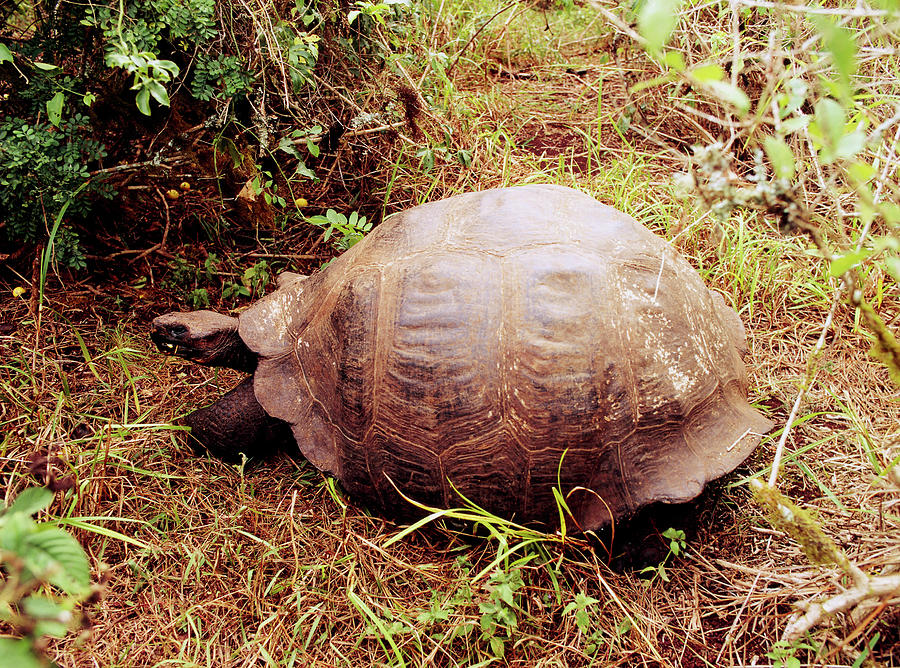 Wildlife Photograph - Giant Galapagos Tortoise: Geochelone Elephantosus by Dr Morley Read/science Photo Library