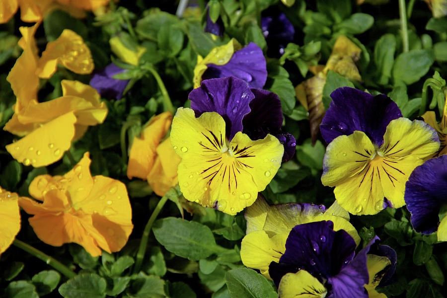 Giant Garden Pansies Photograph by Ed Riche