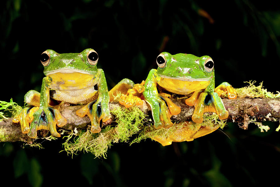 Giant Gliding Treefrog, Polypedates Kio Photograph by David Northcott ...