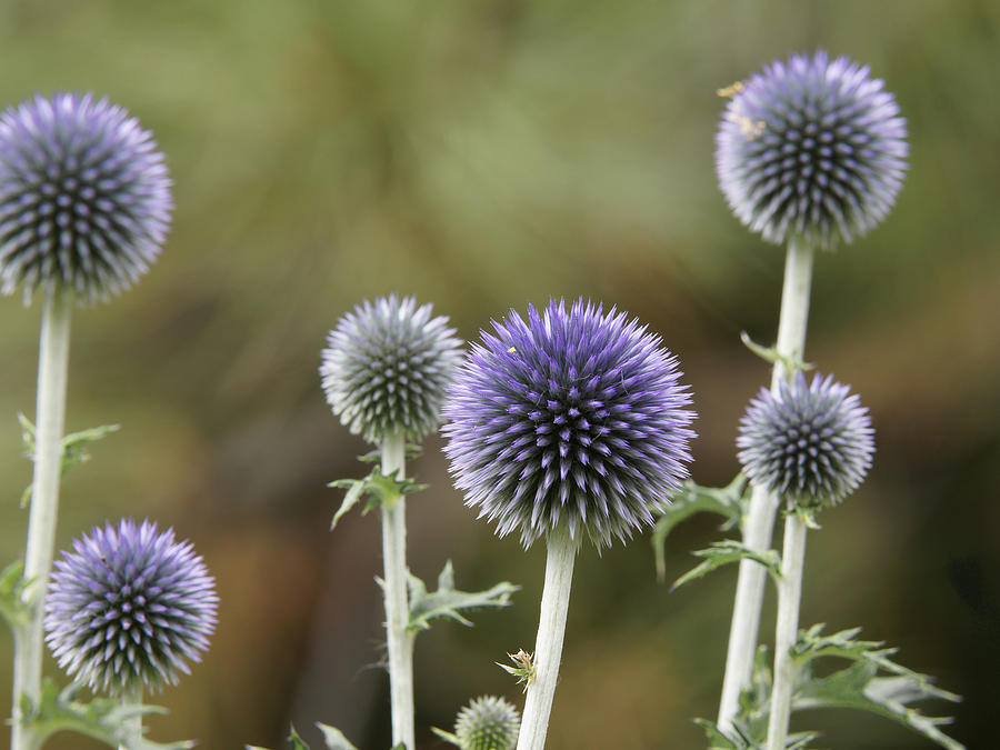 Flower Photograph - Giant Globe Thistle by Ernest Echols