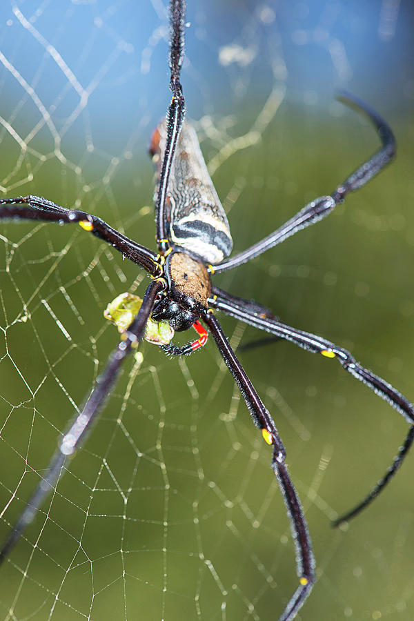 Giant Golden Orb Weaver Spider Photograph By Scubazooscience Photo