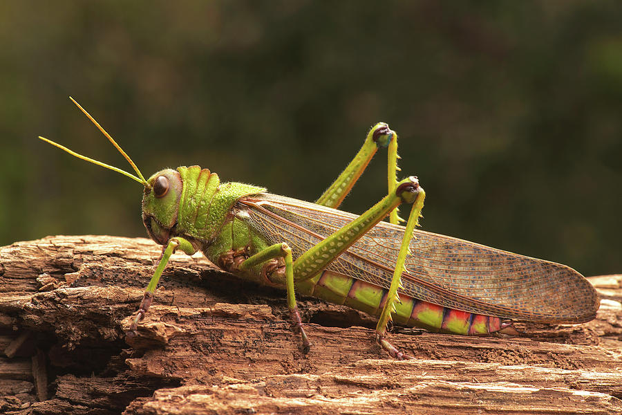 Giant Grasshopper Photograph By Ktsdesign Pixels