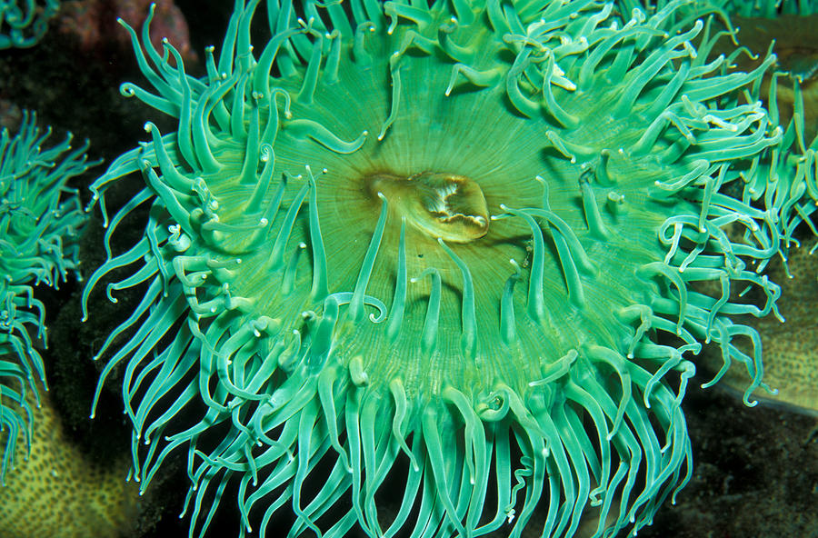 Giant Green Pacific Sea Anemone Photograph by Greg Ochocki