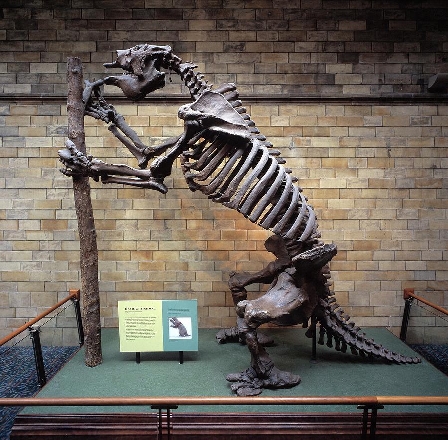 Giant Ground Sloth Skeleton Photograph by Natural History ...
