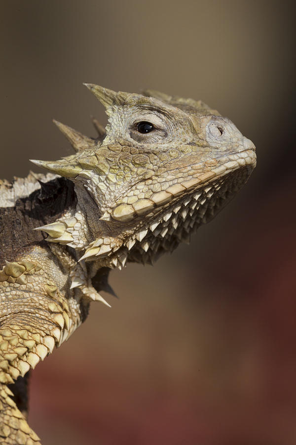 Giant Horned Lizard Photograph by San Diego Zoo