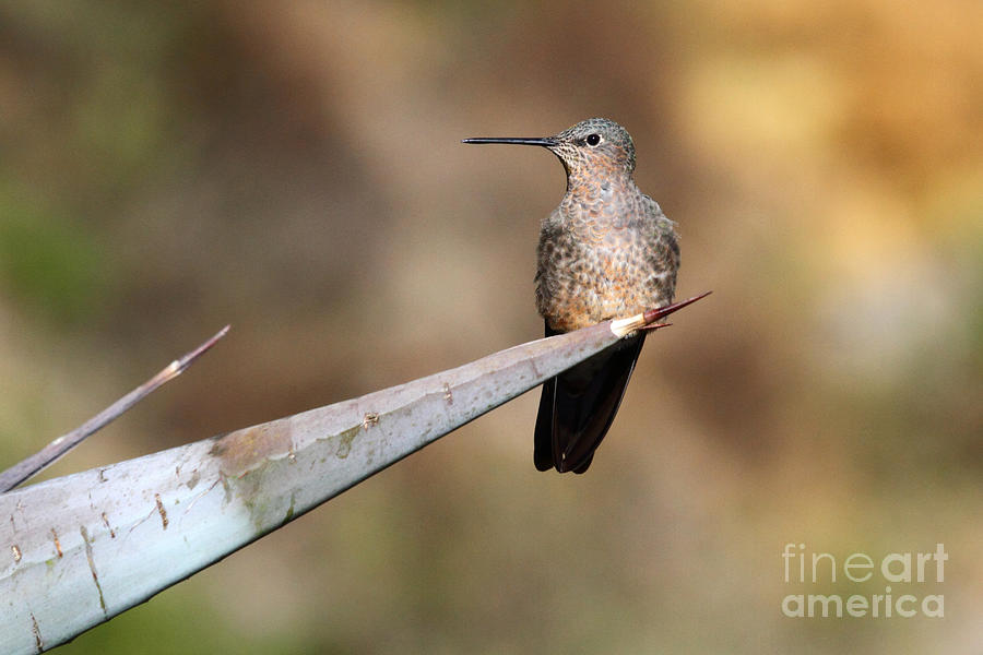 Bird Photograph - Giant Hummingbird by James Brunker