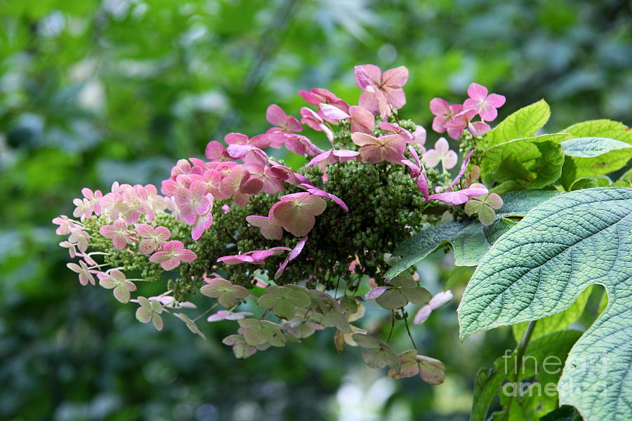 Giant Hydrangea Photograph by Christiane Schulze Art And Photography