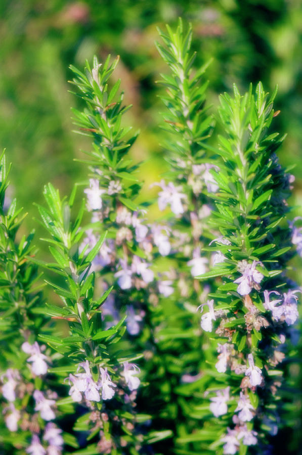 Nature Photograph - Giant Hyssop (agastache Barberi) by Maria Mosolova/science Photo Library