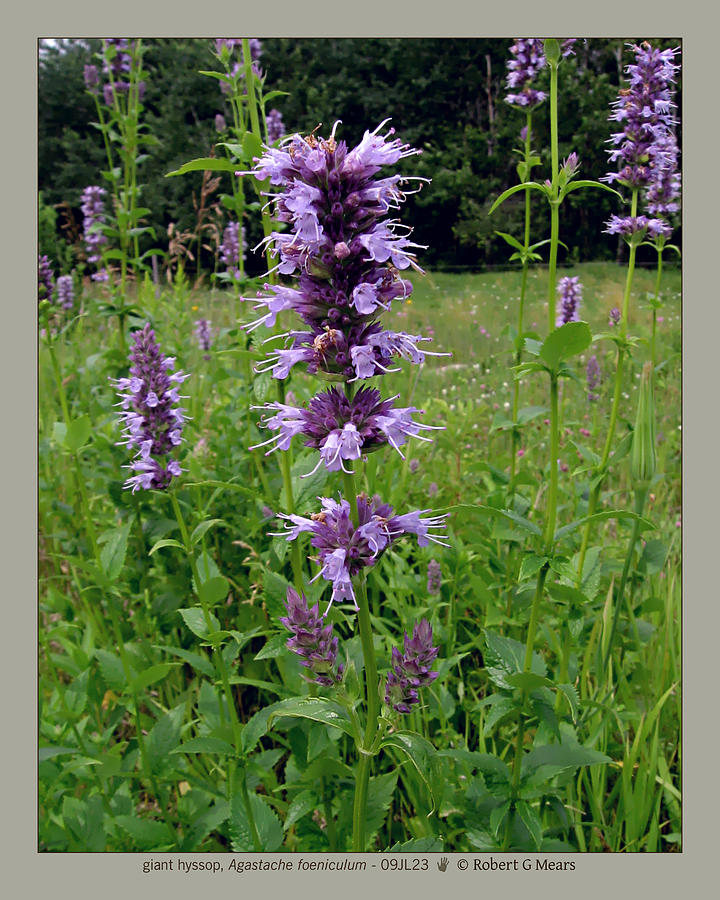 giant hyssop - Agastache foeniculum - 09JL23 Photograph by Robert G ...