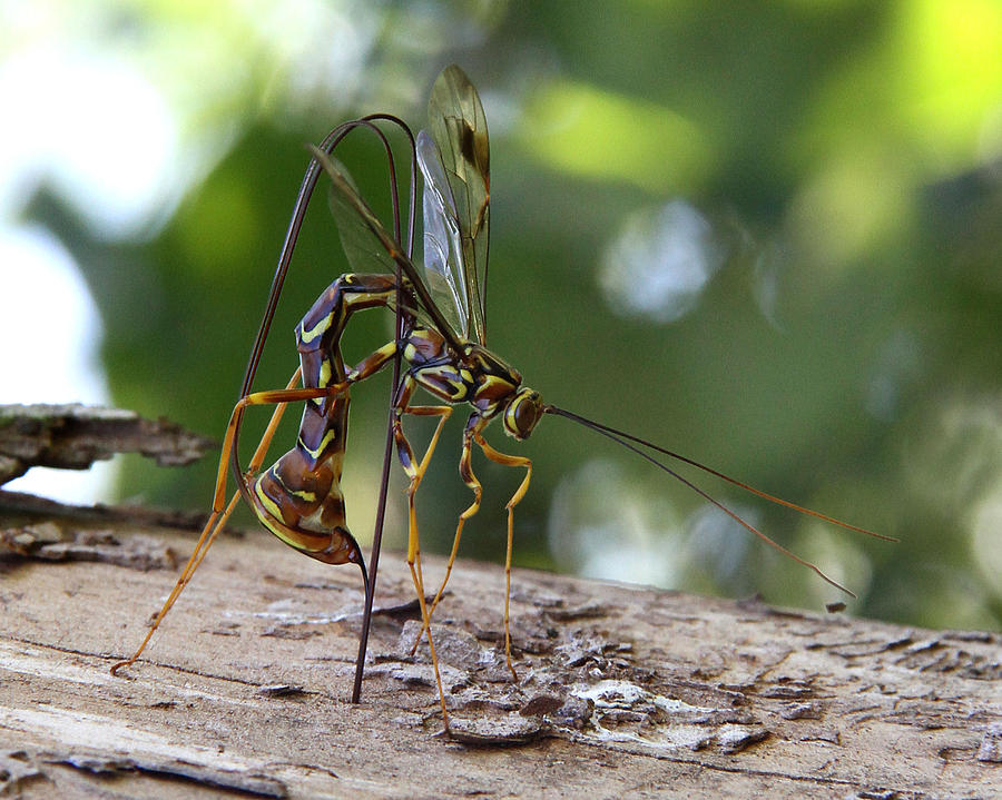 Giant Ichneumon Wasp Photograph by Doris Potter