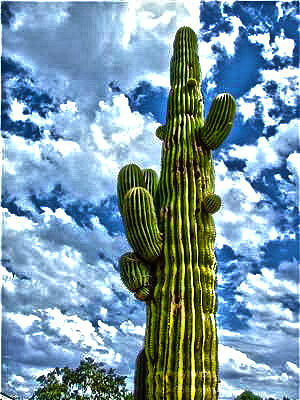 Phoenix Photograph - Giant by Joe Bledsoe