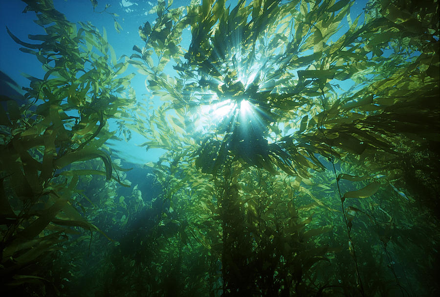 Alga Photograph - Giant Kelp Forest by Jeff Rotman