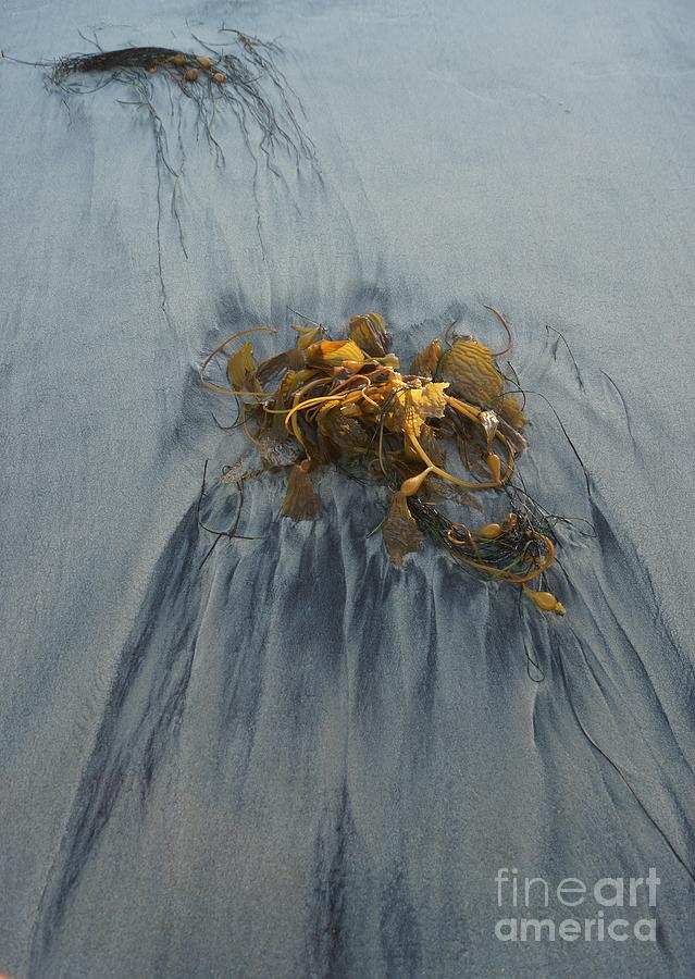 Giant Kelp on the Beach Photograph by Kerri Mortenson