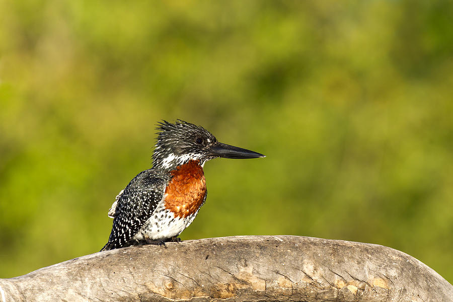 Kingfisher Photograph - Giant Kingfisher by Lyle Gregg