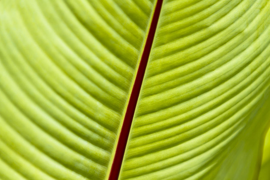 Giant Leaf Green Photograph