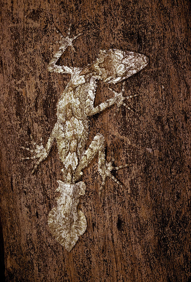 Giant Leaf-tailed Gecko Photograph by ANT Photo Library