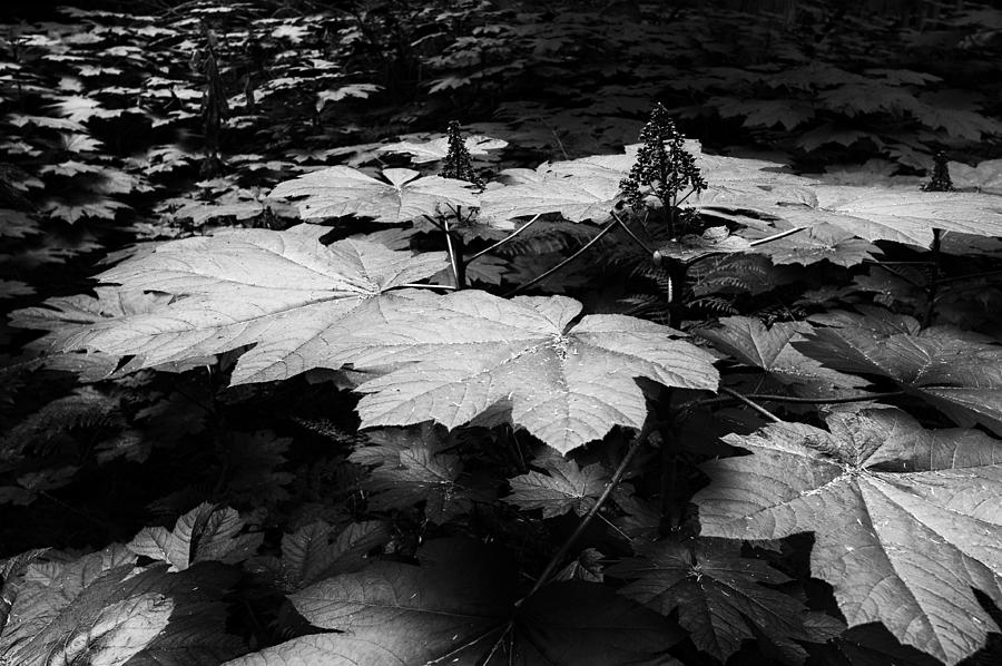 Giant Leaves Forest Floor Photograph by Allan Van Gasbeck