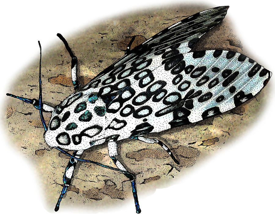Giant Leopard Moth Photograph by Roger Hall