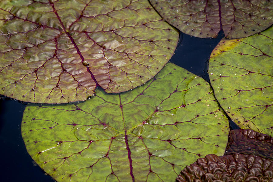 Giant Lily Pad Design Photograph by Jean Noren