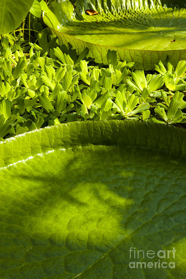 Giant Lily Pad Victoria Amazonica Photograph by Andy Myatt