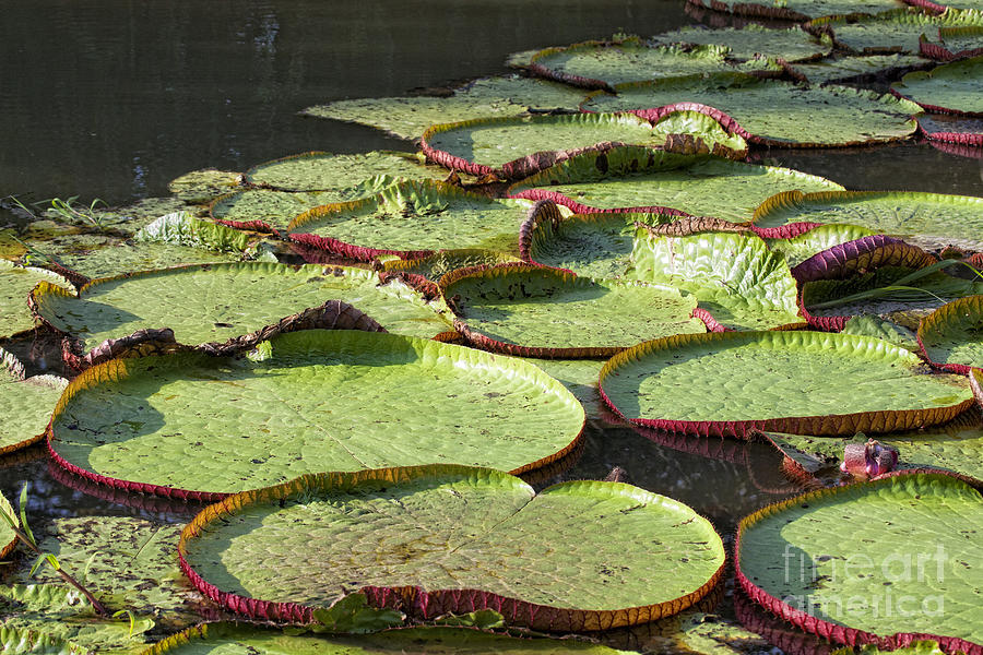 Lily Photograph - Giant Lily Pads by Timothy Hacker