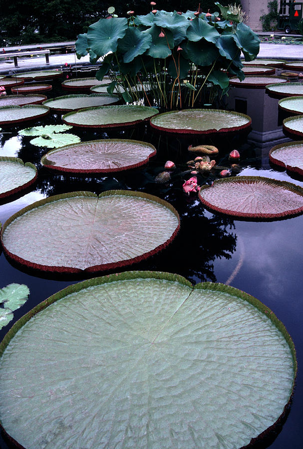Giant Lily Pads Photograph by Tom Wurl
