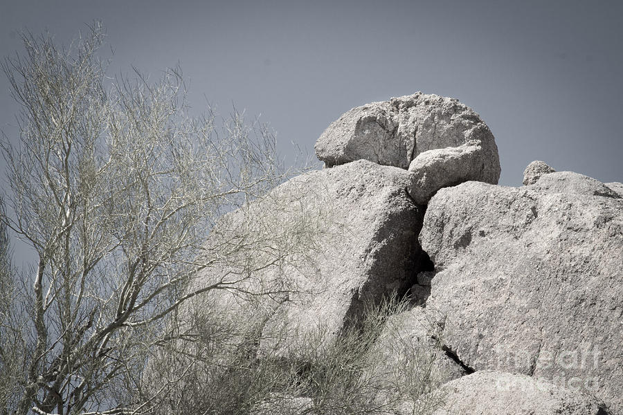 Giant Lizard on Rock Photograph by Marianne Jensen
