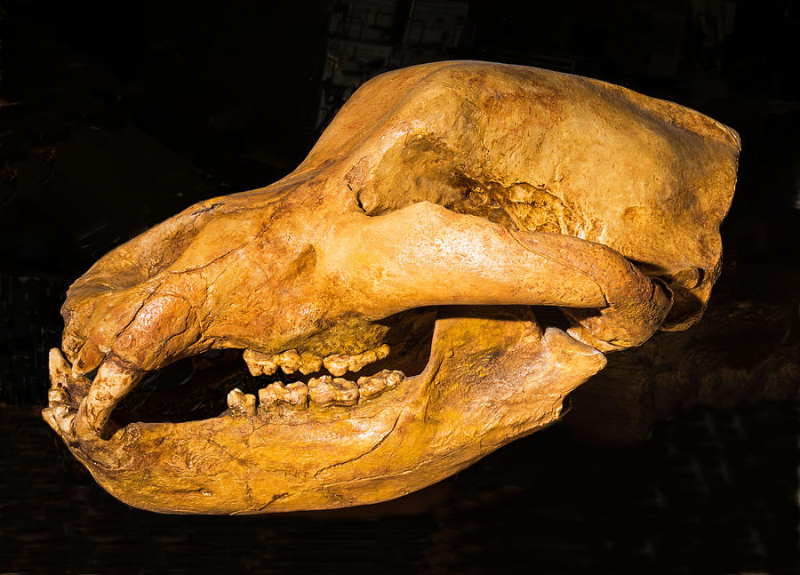 Giant Long Horned Bison Skull Fossil Photograph by Millard H. Sharp