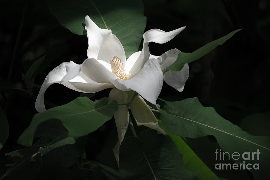 Giant Magnolia Photograph by Angela DeFrias