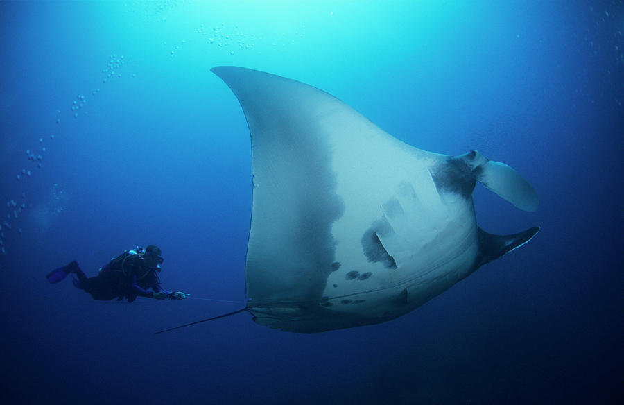 Giant Manta And Diver Photograph by Louise Murray/science Photo Library