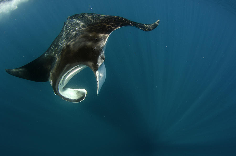 swimming with giant manta rays