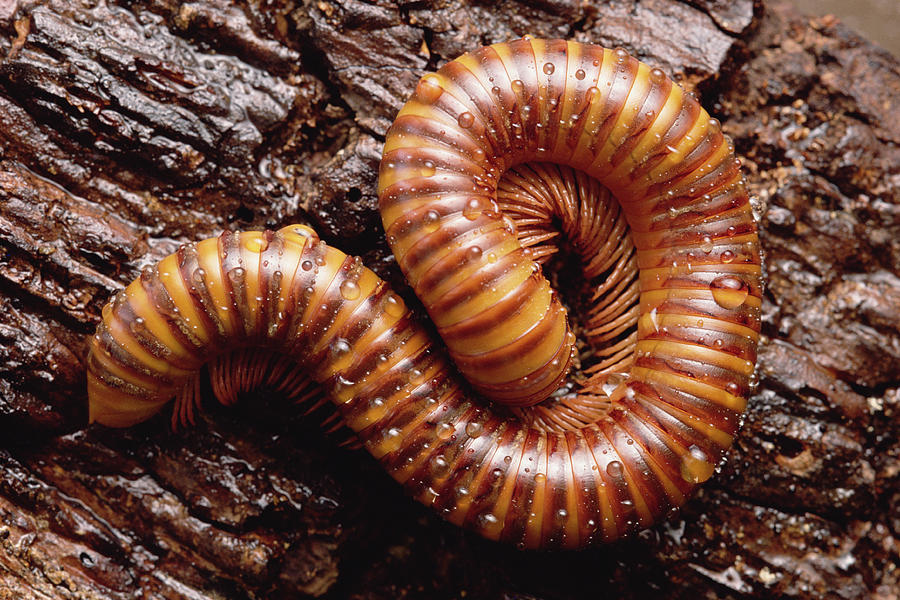 Giant Millipede West Africa Photograph by Gerry Ellis