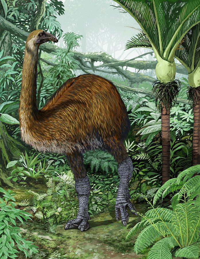 Giant Moa Photograph by Jaime Chirinos/science Photo Library